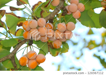 Ginkgo nut 128367112