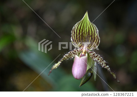 兜蘭 兜蘭 128367221