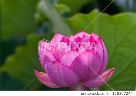 蓮花，純潔的花朵 128367244