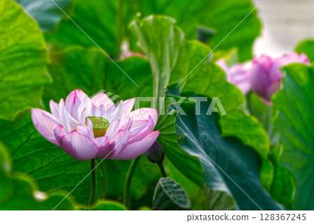 蓮花一大早就開了 128367245