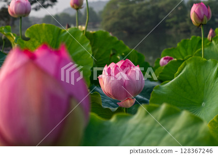 清晨綻放的蓮花花蕾 128367246