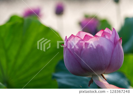 荷花的莊嚴氛圍 128367248