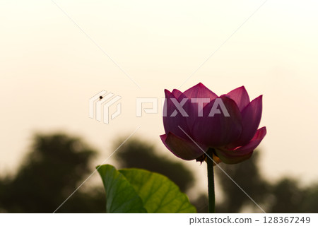日出時盛開的蓮花和蜜蜂 128367249