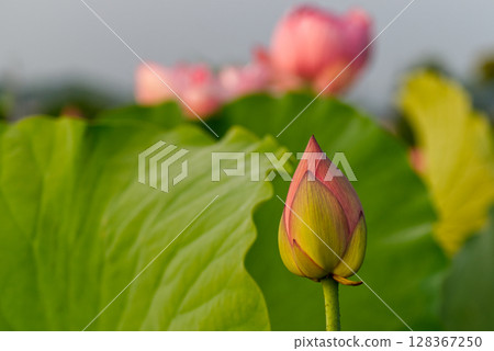 Lotus flower buds illuminated by the morning glow 128367250