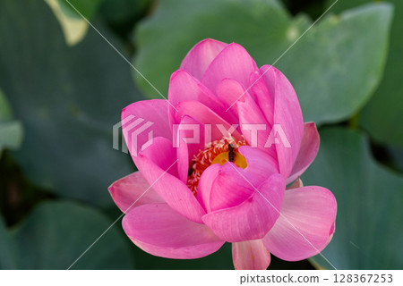 當蓮花開始綻放時,蜜蜂聚集在蓮花周圍 當蓮花開始綻放時,蜜蜂聚集在蓮花周圍 128367253