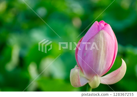 蓮花放大 128367255