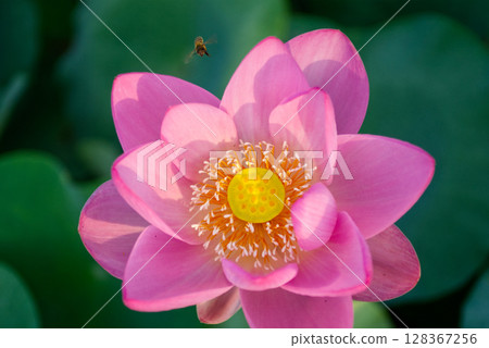 一隻蜜蜂靠近一朵粉紅色蓮花 128367256
