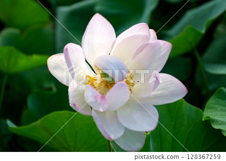 白蓮花 128367259