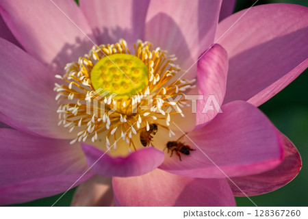A pink lotus flower with a bee searching for nectar 128367260