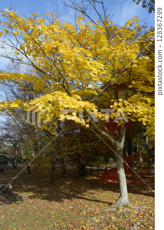 Itai yaded maple Itai yaded maple 128367299