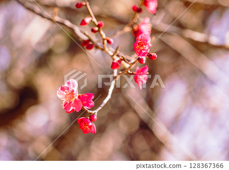 Red plum blossoms 2-62 Red plum blossoms 2-62 128367366
