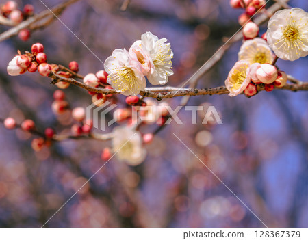 紅梅花2-77 128367379