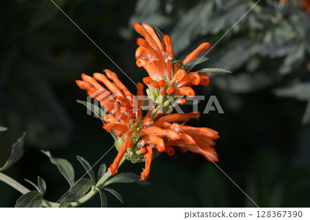 Kaenkisewata 128367390