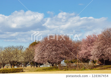 Plum Blossom 2-1 Plum Blossom 2-1 128367454