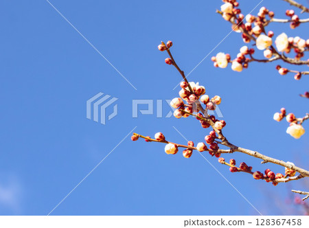 Plum Blossoms 2-6 128367458