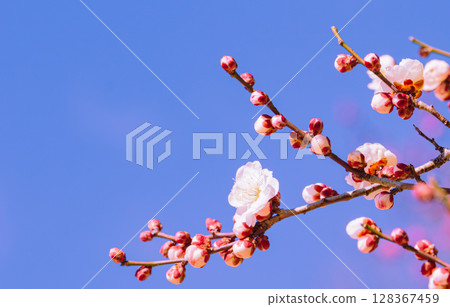 Plum Blossoms 2-7 128367459