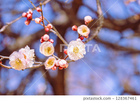 Plum Blossoms 2-8 128367461