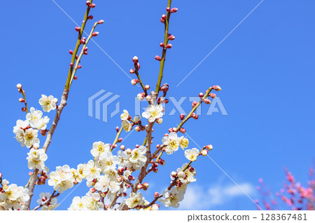 梅花2-39 梅花2-39 128367481