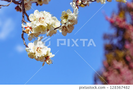 梅花2-40 128367482