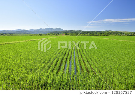 夏季在北海道江差拍攝稻田 128367537