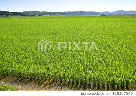 Photographing rice fields in Esashi, Hokkaido in summer Photographing rice fields in Esashi, Hokkaido in summer 128367540