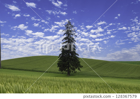 Christmas tree tree Christmas tree tree 128367579
