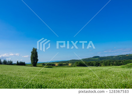 肯和瑪麗的樹 肯和瑪麗的樹 128367583