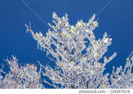 大波池的霧凇樹木 大波池的霧凇樹木 128367628