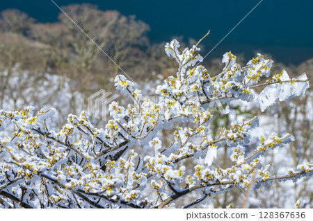 Rime-covered trees at Onami Pond 128367636