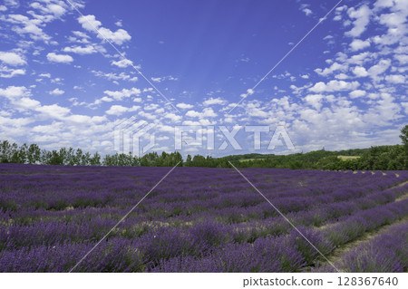 Lavender fields in Hokkaido 128367640