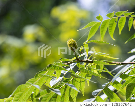 Young nuts and pinnate compound leaves of walnut 128367642
