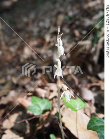 Tashiro orchid (Kanedo Mountain/Fukaya City, Saitama Prefecture) 128367768