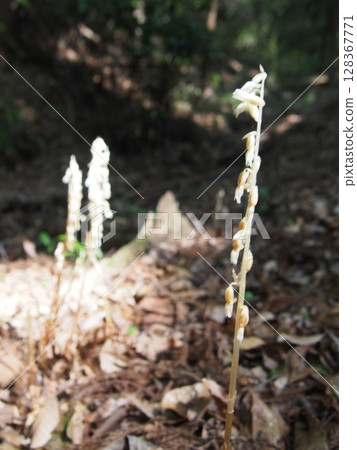 Tashiro orchid (Kanedo Mountain/Fukaya City, Saitama Prefecture) Tashiro orchid (Kanedo Mountain/Fukaya City, Saitama Prefecture) 128367771