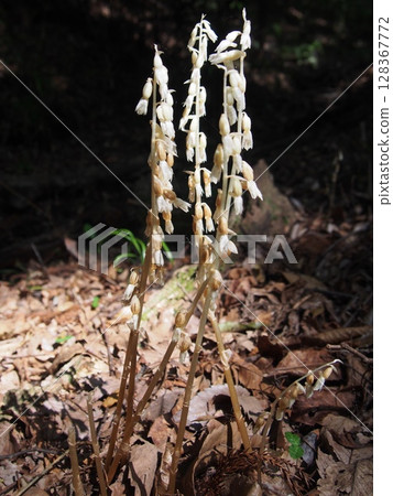 Tashiro orchid (Kanedo Mountain/Fukaya City, Saitama Prefecture) Tashiro orchid (Kanedo Mountain/Fukaya City, Saitama Prefecture) 128367772
