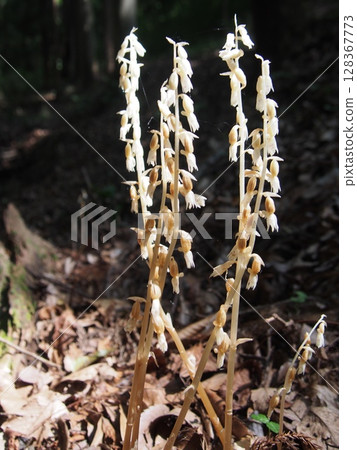 Tashiro orchid (Kanedo Mountain/Fukaya City, Saitama Prefecture) Tashiro orchid (Kanedo Mountain/Fukaya City, Saitama Prefecture) 128367773