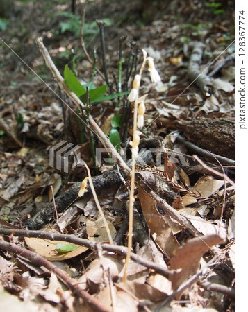 Tashiro orchid (Kanedo Mountain/Fukaya City, Saitama Prefecture) Tashiro orchid (Kanedo Mountain/Fukaya City, Saitama Prefecture) 128367774