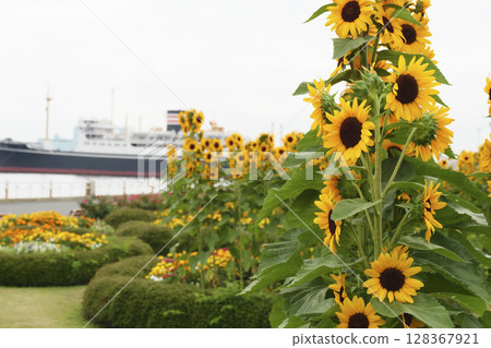Sunflowers at Yamashita Park in Yokohama 128367921
