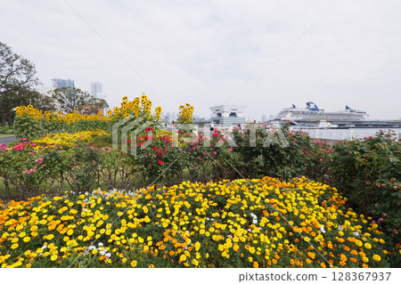 橫濱山下公園的向日葵 128367937