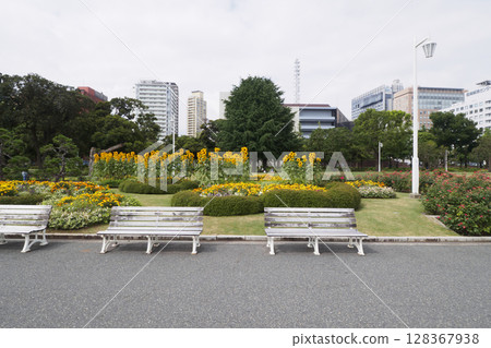 橫濱山下公園的向日葵 128367938