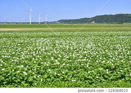 Photographing the blooming potato fields in Esashi, Hokkaido in summer 128368015