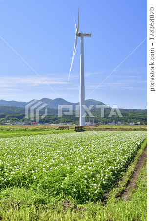 夏季在北海道江差拍攝盛開的馬鈴薯田 128368020