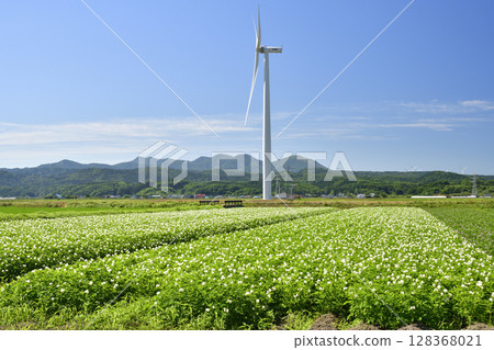 夏季在北海道江差拍攝盛開的馬鈴薯田 夏季在北海道江差拍攝盛開的馬鈴薯田 128368021