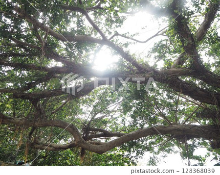 Trees, Nature, Sun, Okinawa Trees, Nature, Sun, Okinawa 128368039