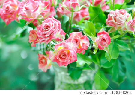pink rose in a vase or Garden roses , zaide rose or William Christie Rose or Mary Rose 128368265