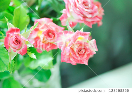 pink rose in a vase or Garden roses , zaide rose or William Christie Rose or Mary Rose pink rose in a vase or Garden roses , zaide rose or William Christie Rose or Mary Rose 128368266