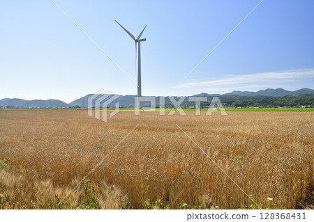 夏季在北海道江差拍攝收穫季節的麥田 夏季在北海道江差拍攝收穫季節的麥田 128368431