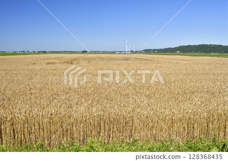 Photographing wheat fields at harvest time in Esashi, Hokkaido in summer 128368435