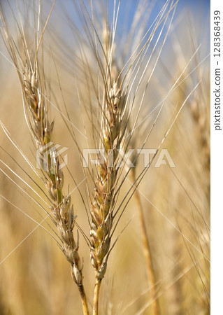 夏季在北海道江差拍攝收穫季節的麥田 128368439
