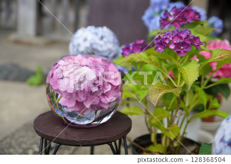 Hydrangea ball at Hannyaji Temple Hydrangea ball at Hannyaji Temple 128368504