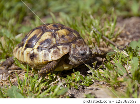young hermann tortoise young hermann tortoise 128368552
